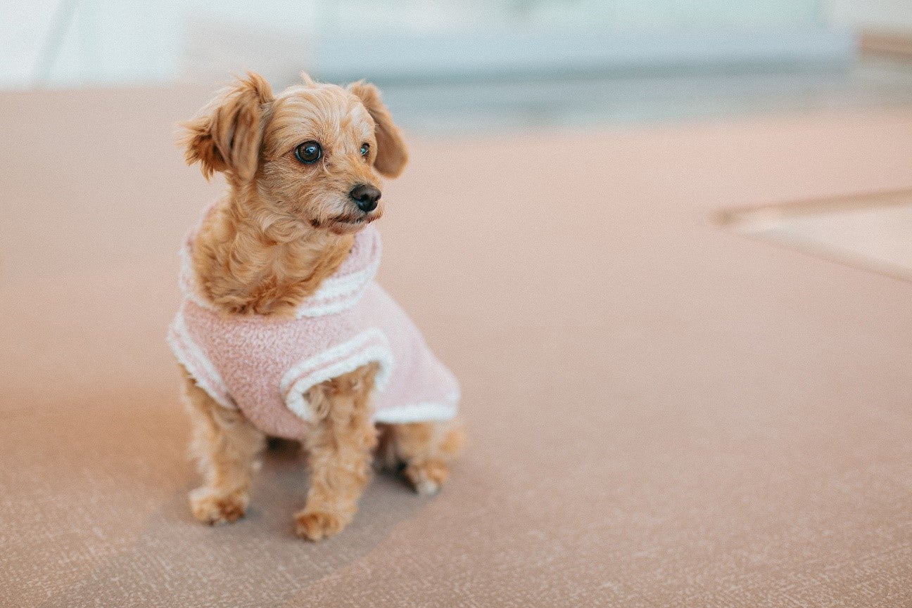 静岡に愛犬と泊まれるホテル「KAREN 浜名湖 with Dog」屋内ドッグランや一緒に食事できるレストランなど完備