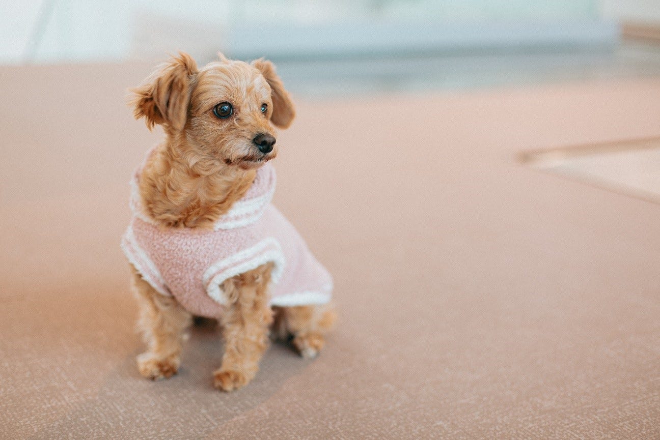 静岡に愛犬と泊まれるホテル「KAREN 浜名湖 with Dog」屋内ドッグランや一緒に食事できるレストランなど完備