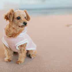 KAREN 浜名湖 with Dog/提供画像