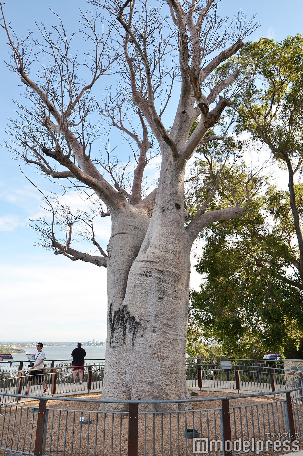 パース（C）モデルプレス