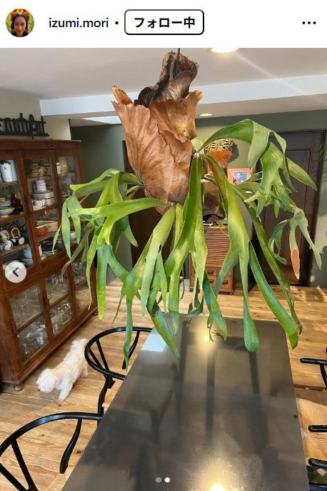 森泉Instagramより