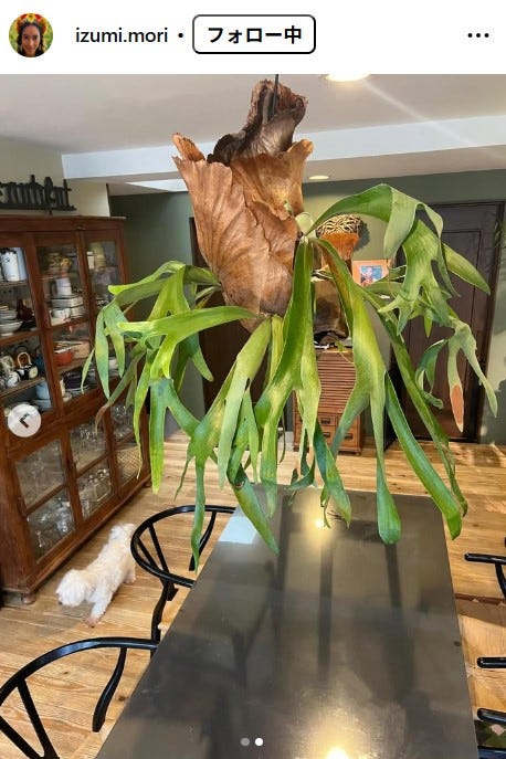 森泉Instagramより