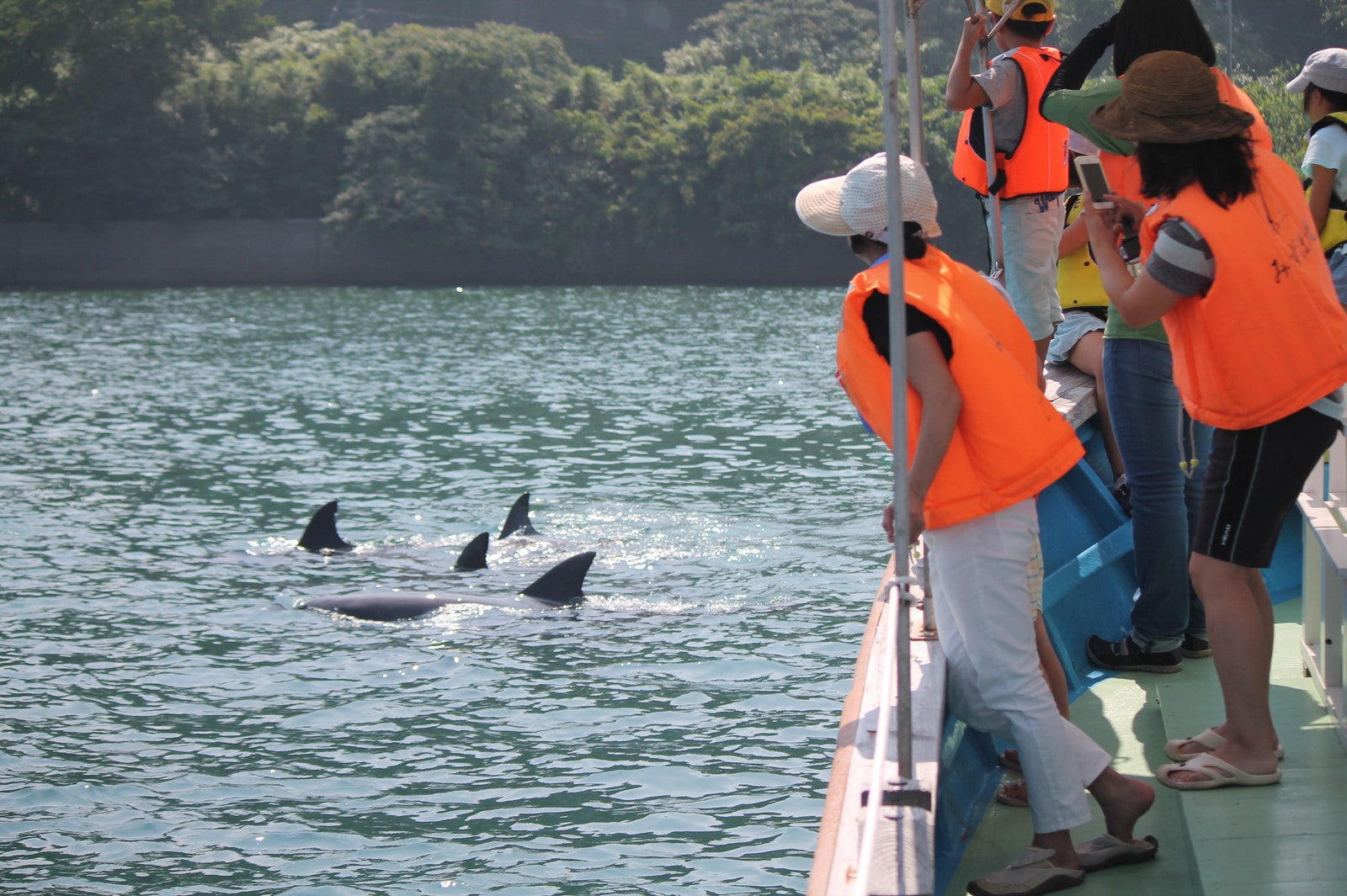 船上からイルカウォッチング（提供画像）