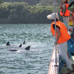 船上からイルカウォッチング(提供画像)