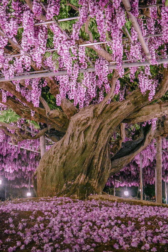 ふじのはな物語／画像提供：足利フラワーリゾート