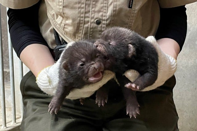 大人も子どもも癒される 人気動物園に ブッシュドッグ のかわいい赤ちゃんが誕生 女子旅プレス