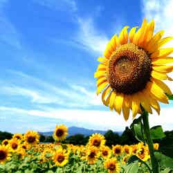 「ひまわり畑」秋に満開のひまわりが咲く日本の名所6選／Sunflower by skyseeker