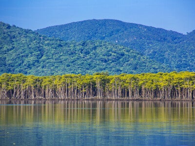 西表島のマングローブ林と常緑広葉樹林。西表島は島の約72%が世界遺産の資産となっている (C) KEIKI_HAGINOYA amanaimages