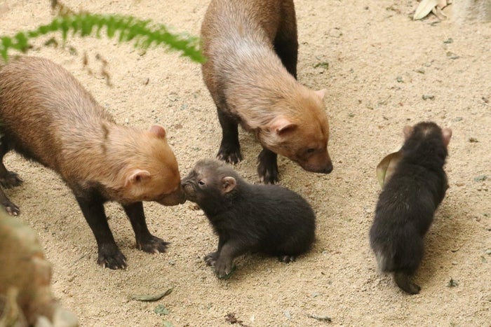 大人も子どもも癒される 人気動物園に ブッシュドッグ のかわいい赤ちゃんが誕生 女子旅プレス