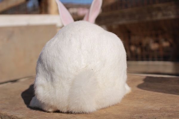 うさケツ展／画像提供：成田ゆめ牧場