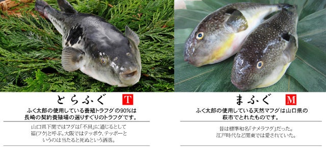 column_81967a1e2ab7dfb9d09819c954c575a2.