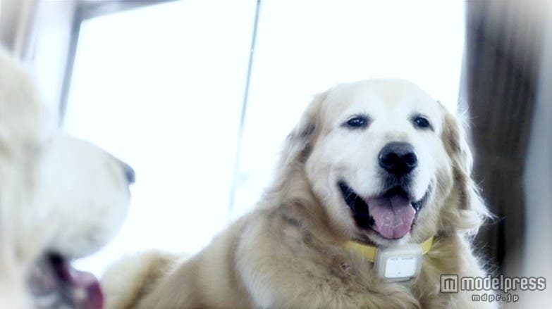 3年後も5年後も、ずっと元気でいてほしい/「あなたのワンちゃん、だいじょうぶ?」より