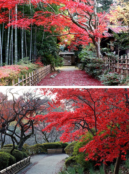 京王百草園 紅葉まつり 2018