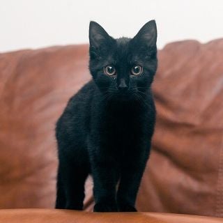 女性に聞いた 映画に出てくる愛すべき猫キャラ ジジ チェシャ猫 ネコバス モデルプレス 女性に聞いた 映画に出てくる愛すべき猫キャラ ジジ チェシャ猫 ネコバス モデルプレス