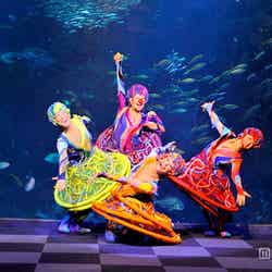 アクアンのクリスマスコンサート♪/画像提供:新江ノ島水族館