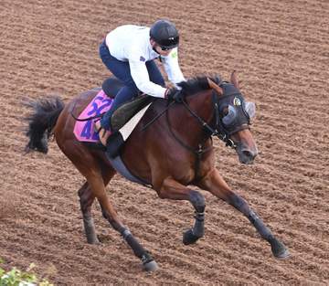 【紫苑S】ジッピーチューン 秋始動へ軽快登坂 林師「動きは前走と遜色ない」初二千も折り合い心配なし