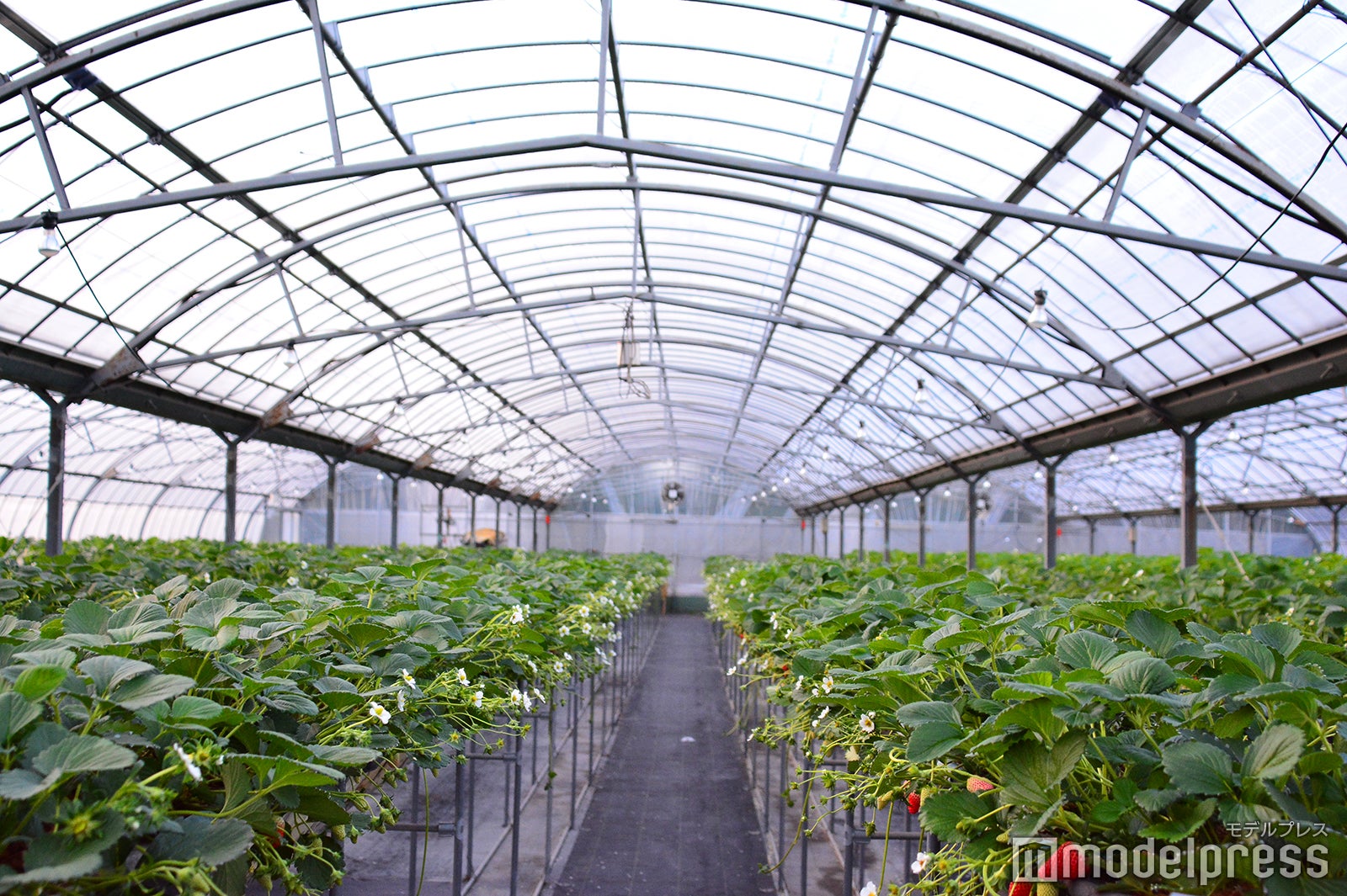 豊里いちご狩り農園（C）モデルプレス
