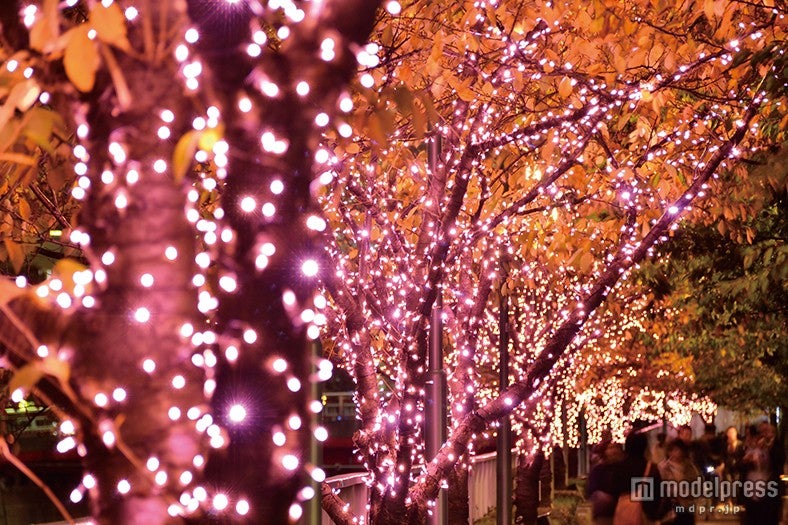 桜色LEDが輝く「目黒川みんなのイルミネーション2014」