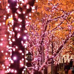 桜色LEDが輝く「目黒川みんなのイルミネーション2014」