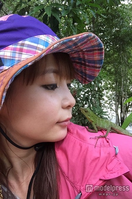 ボルネオのジャングルでよく見かけるグリーンアノールトカゲ