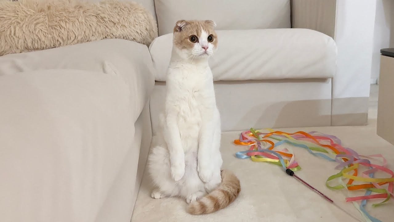 猫×恐竜！？ジュラシックワールドを見た猫の反応が可愛すぎる！まさかの展開に・・・