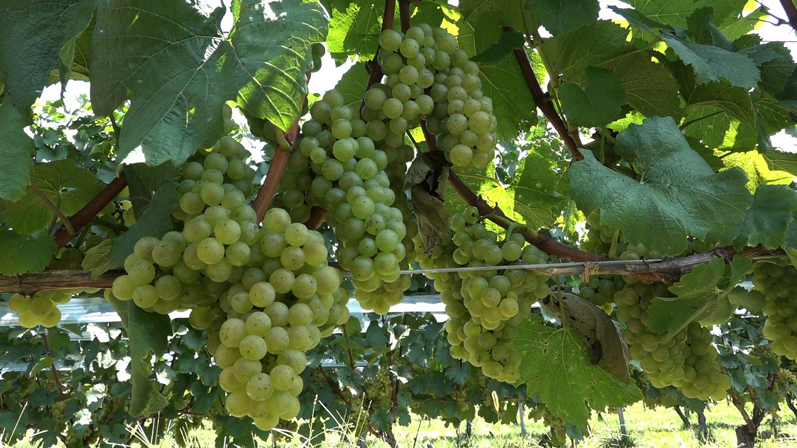 「セブンルール」27日放送回より（写真提供：関西テレビ）