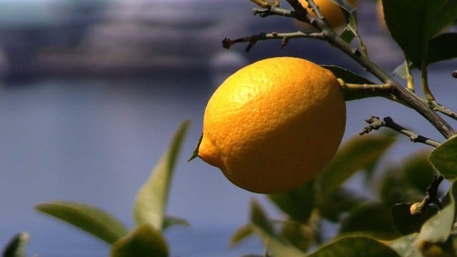 阪急電車の駅ナカパン店「フレッズカフェベーカリー」の初夏限定“柑橘フェア”に、甘酸っぱい新作パンが集結！