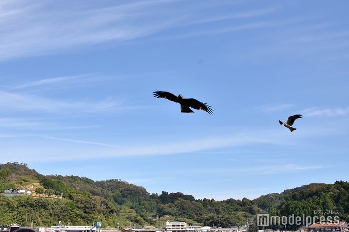 トンビやウミネコが頭上を舞う（C）ビューティーガール