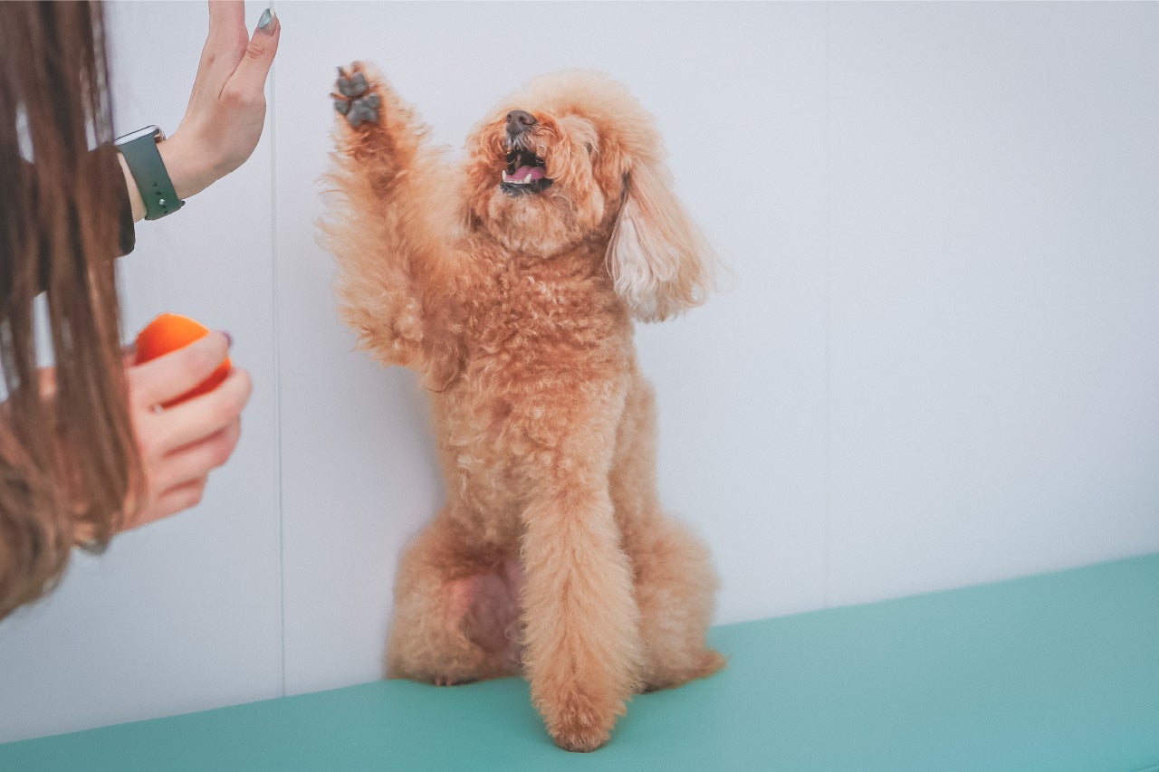 Dog Cafe Pawrentime（提供画像）