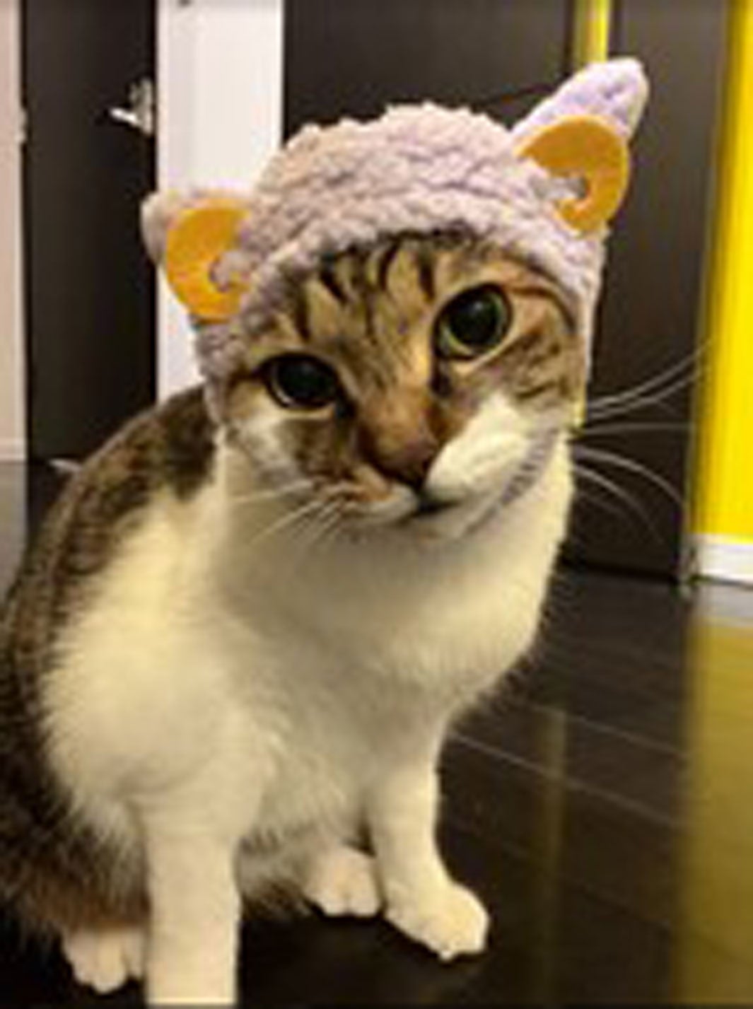 ペットちゃん（C）Amuse