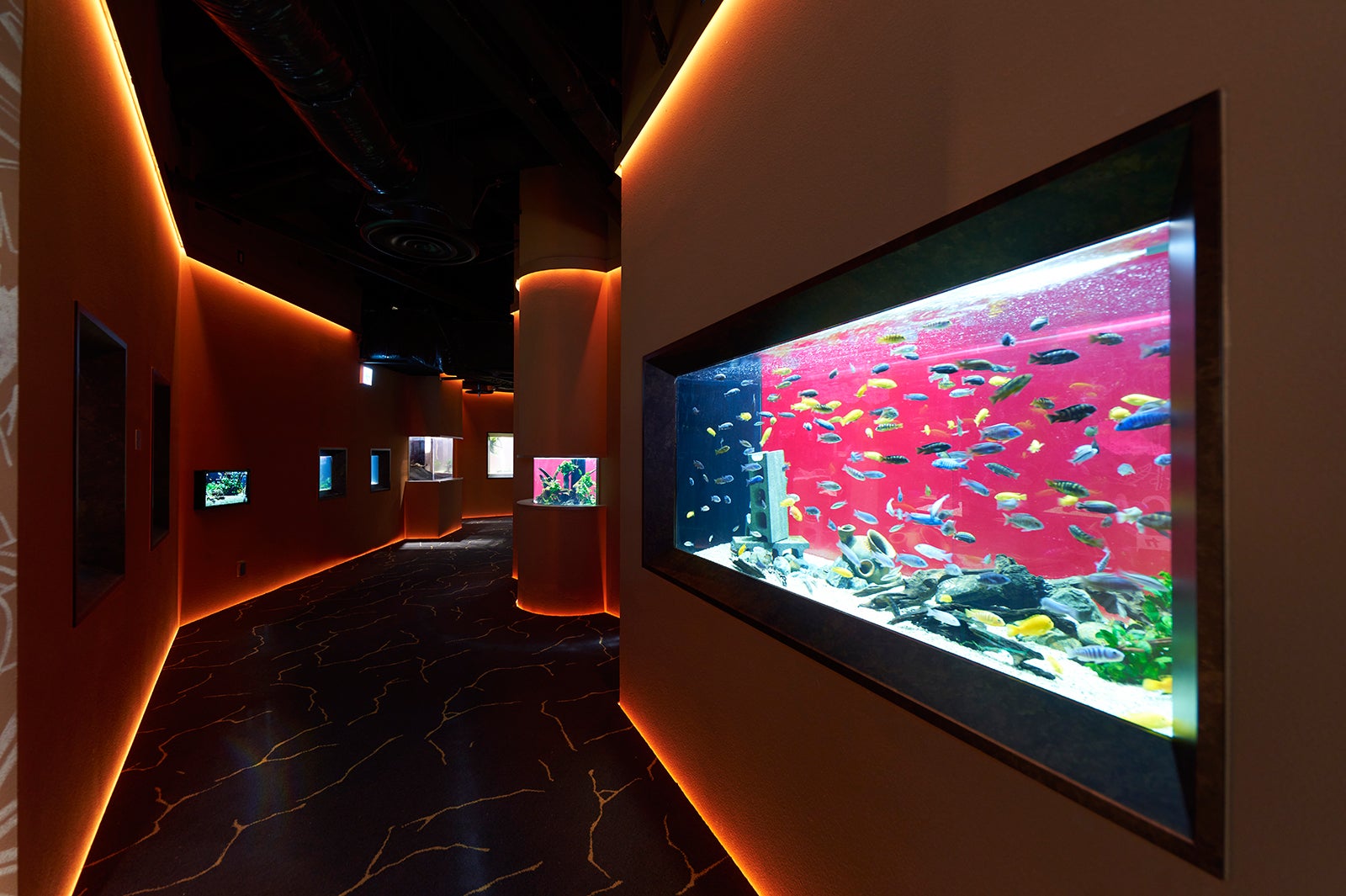 アフリカの大地をイメージしたオレンジと赤のゾーンカラー／画像提供：アクア・ライブ・インベストメント