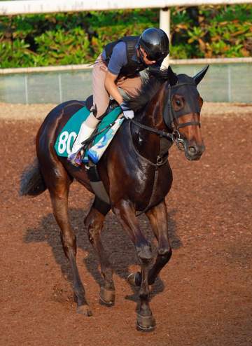 【新馬戦】オーバーシュタイン 漂う好気配 雄大530キロでも「スピード感がありますね」