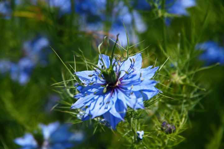 画像3 5 青い花の種類と花言葉16選 色だけじゃない 込められた美しい言葉をご紹介 モデルプレス