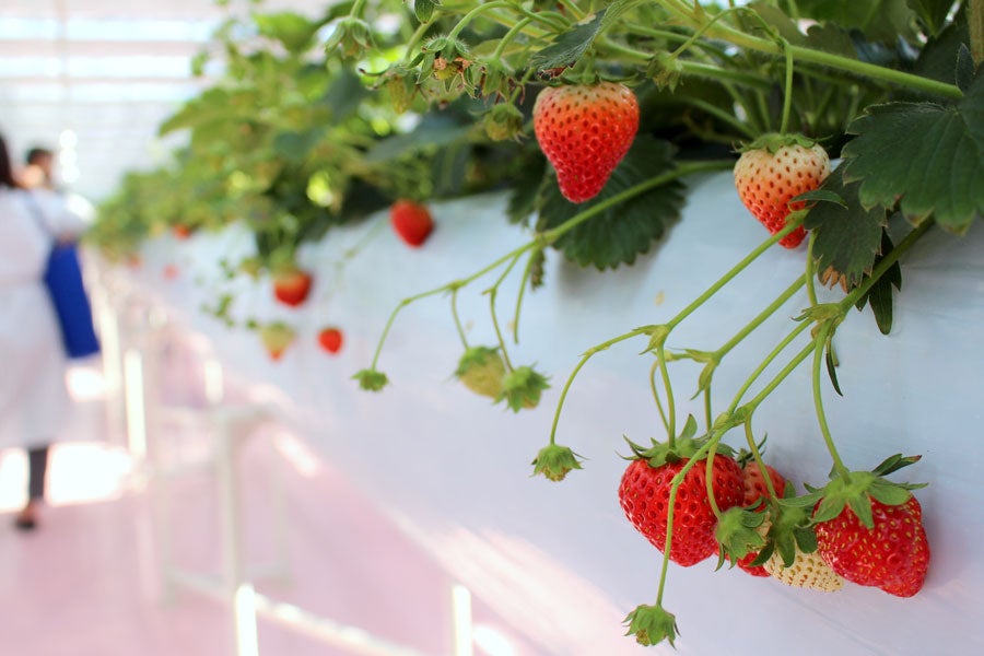 東京ストロベリーパーク ハウス