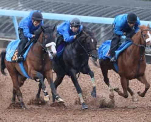 【菊花賞】距離延長にアマキヒとレッドバンデが好感触 ゲルチュタールはまさに菊向き本命候補