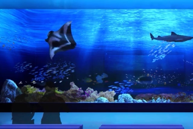 DMMかりゆし水族館／画像提供：DMM.com