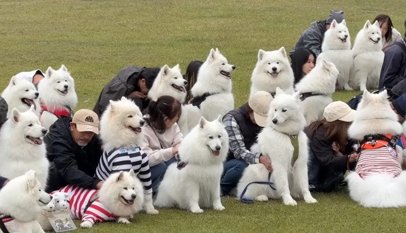 どこを見てもサモエド!大規模オフ会が白いもふもふ天国すぎる