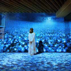 いつでもネモフィラブルーミング/提供画像