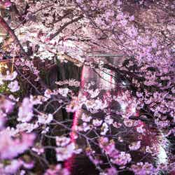 目黒川と咲き誇る夜桜／photo by 写真素材ぱくたそ