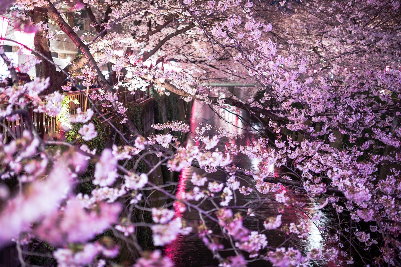 目黒川と咲き誇る夜桜／photo by 写真素材ぱくたそ