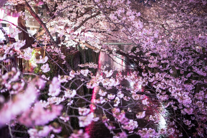 明日 お花見デートしない 彼を誘いたくなるお花見スポット4選 女子旅プレス 明日 お花見デートしない 彼を誘いたくなるお花見スポット4選 女子旅プレス