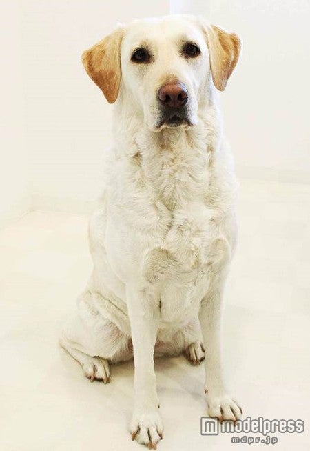 西野と共演しているラブラドール・レトリバーの「マム」（役名は「ラブ」）