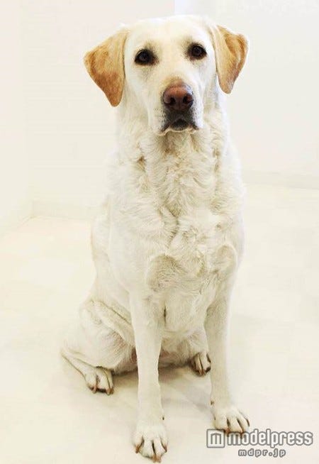 西野と共演しているラブラドール・レトリバーの「マム」(役名は「ラブ」)
