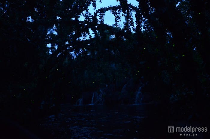 無数のホタルが光る/「ジャングルクルーズ:ワイルドライフ・エクスペディション」