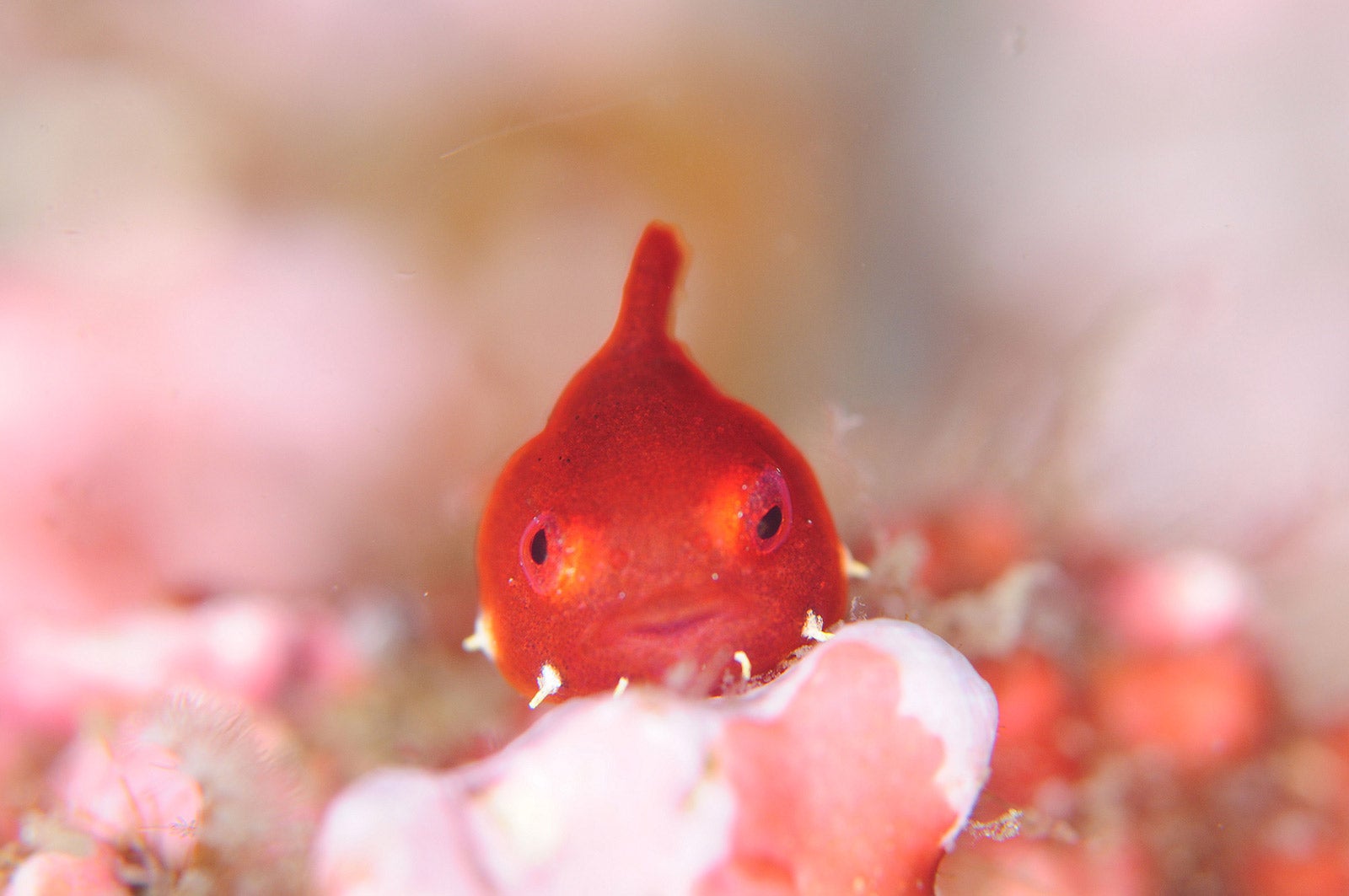 花よりダンゴウオ／画像提供：株式会社 横浜八景島