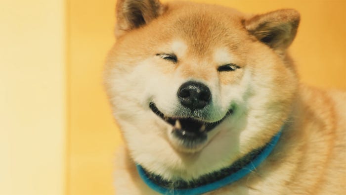 新TVCM「柴犬まる」篇(提供画像)
