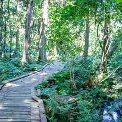 黒部川扇状地の扇端に約2.7ヘクタールにわたって広がる「杉沢の沢スギ」/提供画像