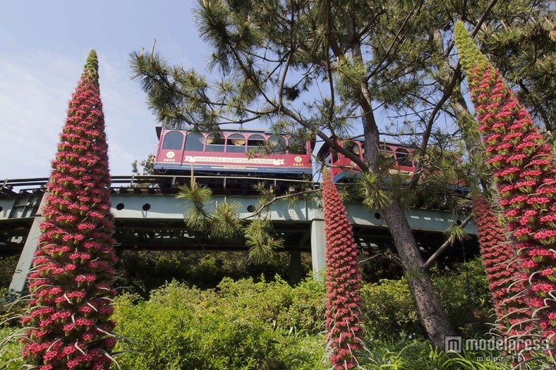 エキウム（5月初旬～中旬）／ディズニシー・ポートディズカバリー「アクアトピア」付近／（C）Disney