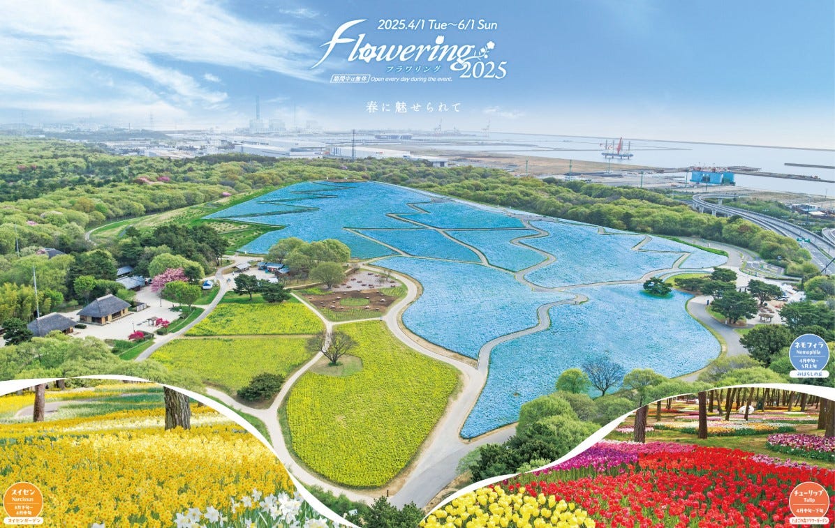 茨城・国営ひたち海浜公園で春のフラワーリレー、ネモフィラなど見頃迎える<Flowering2025>