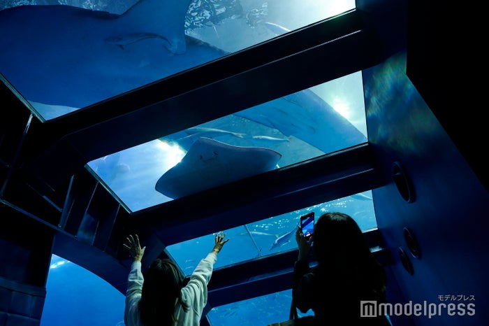沖縄美ら海水族館(C)モデルプレス